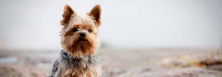 Chiropractic West Linn OR Animal Chiropractic Chiropractic West Linn OR Animal Chiropractic