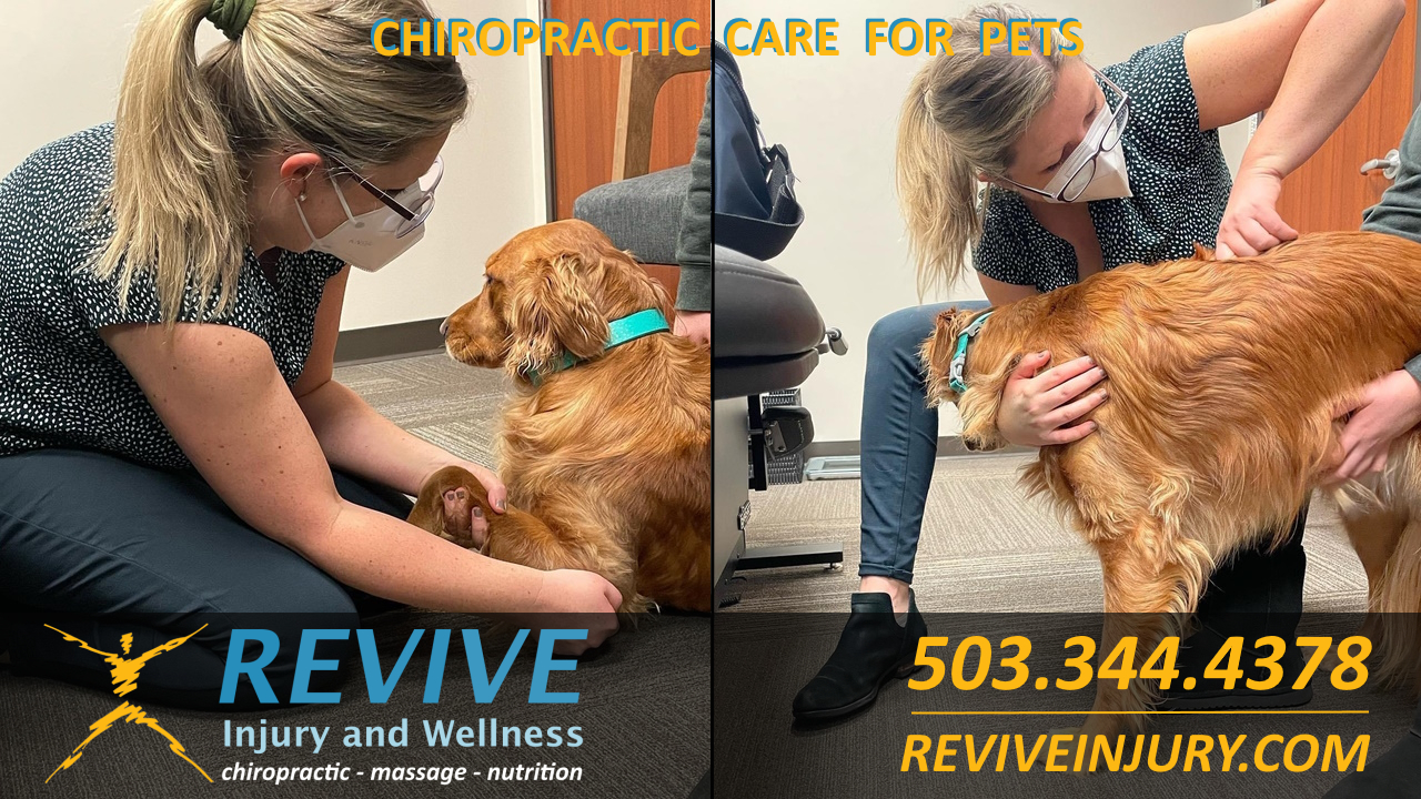 Revive Injury and Wellness Chiropractic Care For Animals and Pets Animal Chiropractor in West Linn Oregon