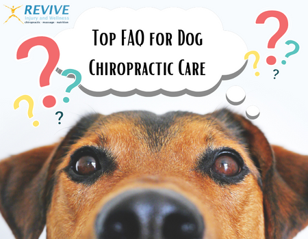 Top FAQ for Dog Chiropractic Care